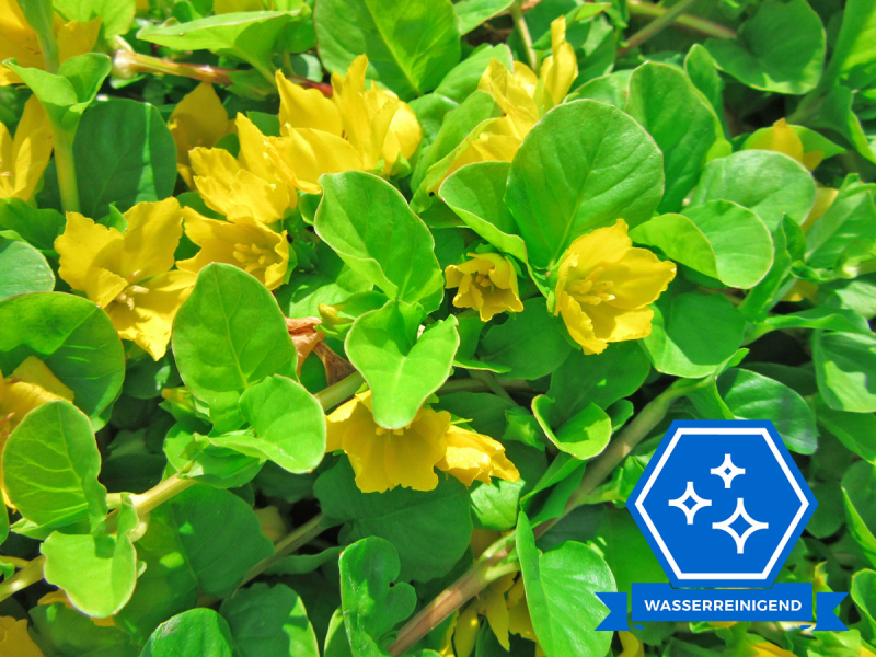 Pfennigkraut - Lysimachia nummularia